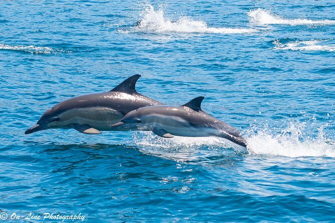 Maria Island Cruise and Guided Walk Day Tour with Lunch and Drinks - FAQ