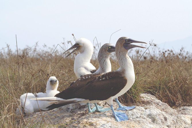 Marietas Hidden beach trip from Puerto Vallarta - An In-Depth Look at the Marietas Hidden Beach Tour