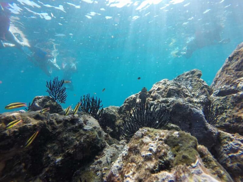 Marietas Islands Safari - Discovering the Marietas Islands: A Guide to the Ultimate Nature Escape