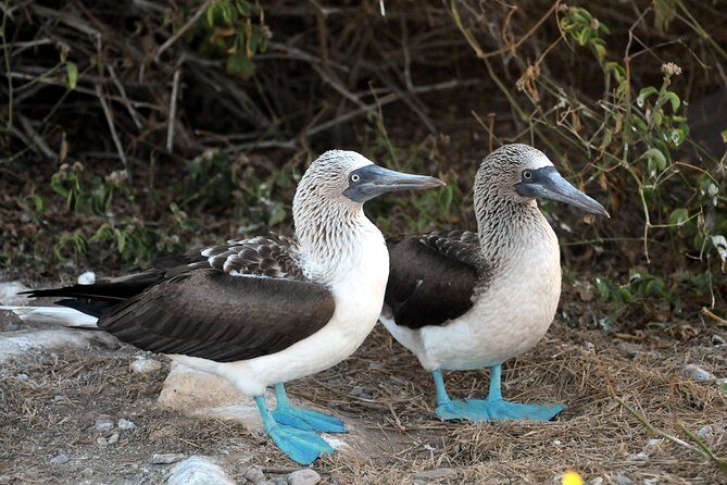 Marietas Islands snorkeling & Hidden beach (w/ restrictions) - Authentic Experiences & Honest Insights