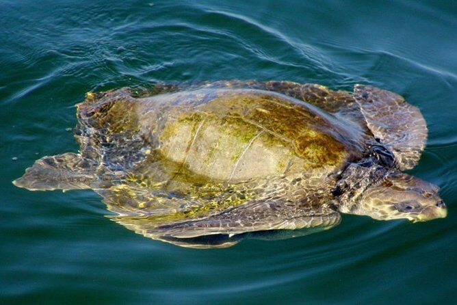 Marietas Sail, Snorkel and Beach - FAQ