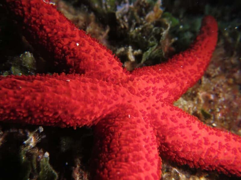 Marina Baie des Anges boat trip to the Pelagos Sanctuary - Who Should Consider This Tour?