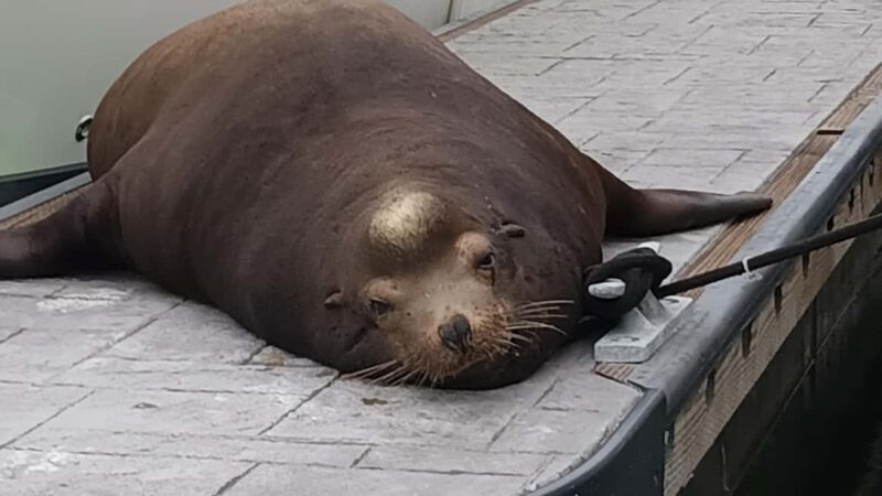 Marina del Rey: Boat Cruise with Wine, Charcuterie and Music - The Sum Up