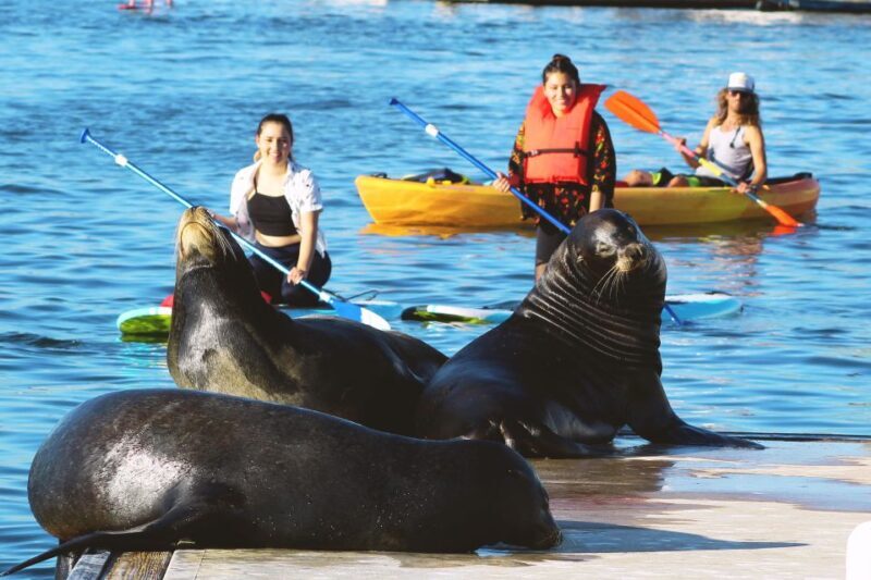 Marina Del Rey: Kayak and Paddleboard Tour with Sea Lions - The Practical Side: What This Tour Offers