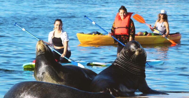Marina Del Rey: Kayak and Paddleboard Tour with Sea Lions - Who Should Consider This Tour?