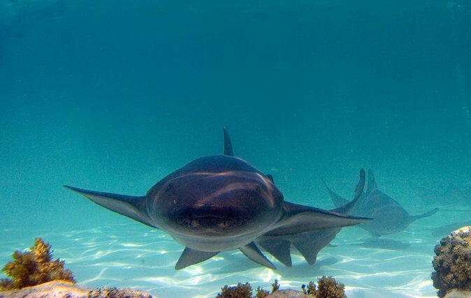 Marinarium Snorkeling Cruise from Bayahibe - The Value of the Marinarium Experience