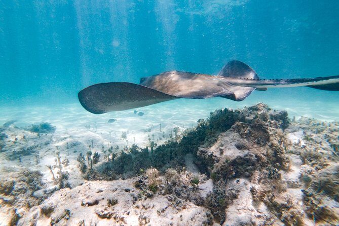 Marinarium Snorkeling Cruise from Bayahibe - The Sum Up: Is It Worth It?