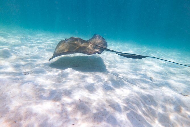 Marinarium Snorkeling Cruise from Punta Cana - Final Thoughts on Value and Experience