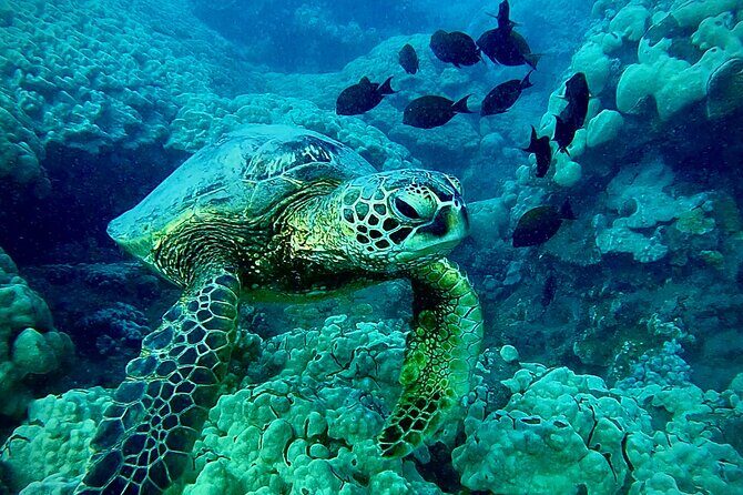 Marine Biologist Guided Snorkel Tour from Shore at Turtle Town - Final Thoughts