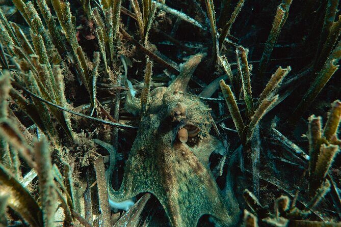 Marine Biology & Snorkelling Experience in the Cinque Terre - Final Thoughts: Who Is This Tour For?