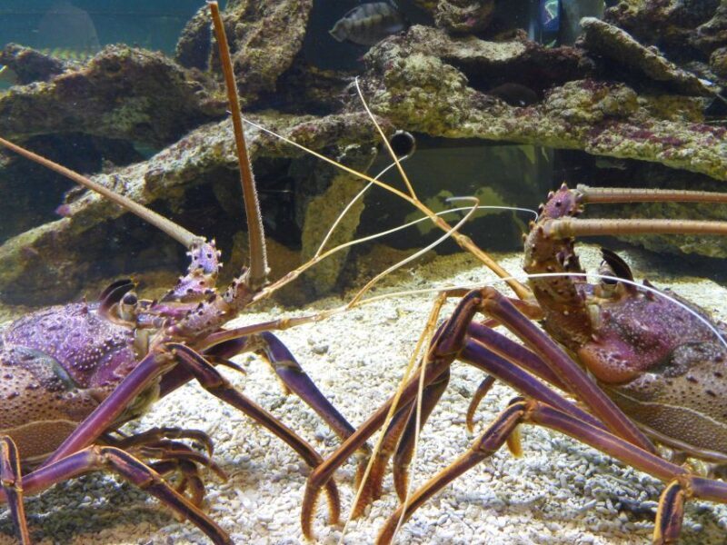Marine Discovery Centre - An In-Depth Look at the Marine Discovery Centre Experience