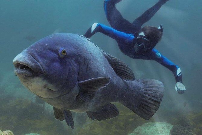 Marine Discovery + Snorkeling Cruise - Port Stephens - FAQs