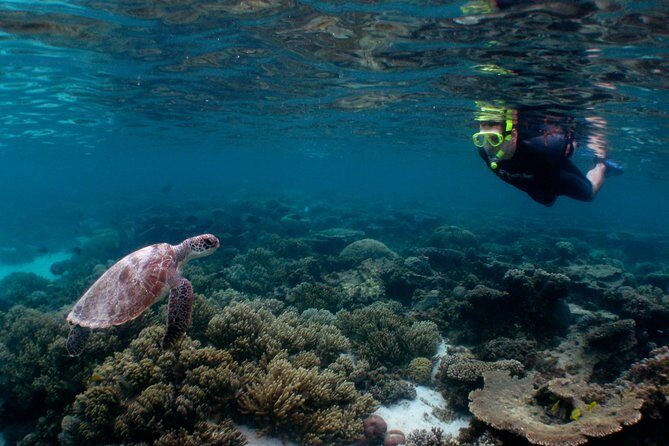 Marine Eco Safari - Swim with Manta Rays - Frequently Asked Questions