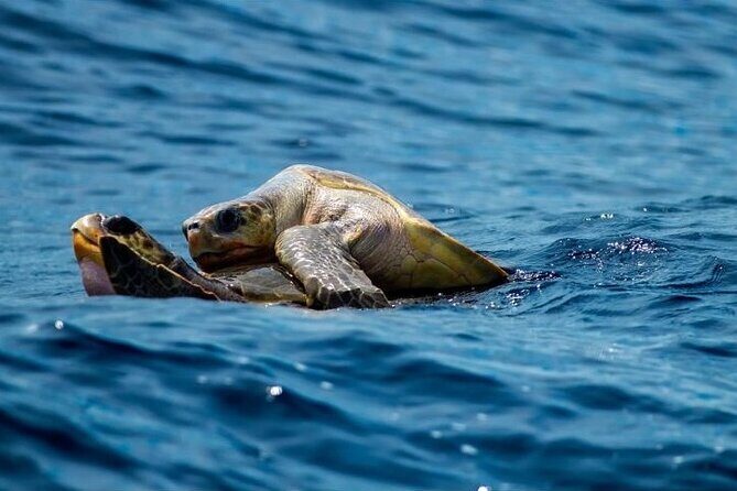 Marine Ecology Tour in La Paz Mexico - Who Should Consider This Tour?