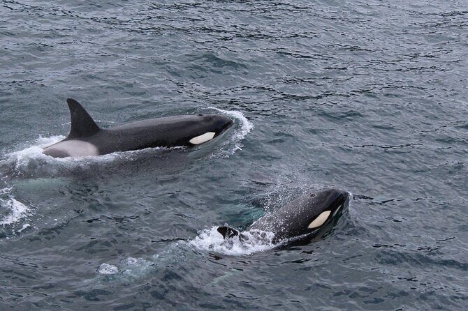 Marine Ecology Tour in La Paz Mexico - FAQ