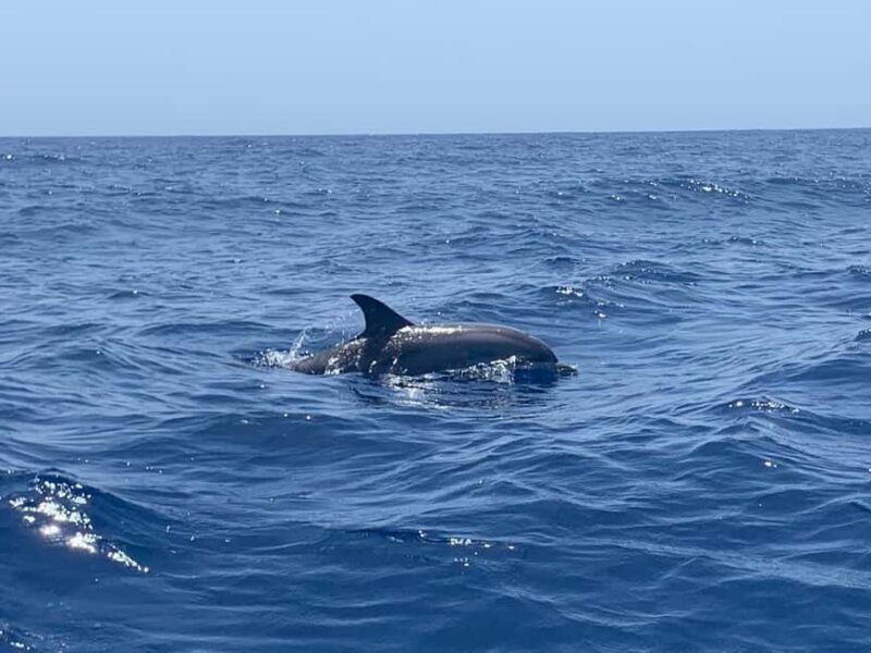 Marine EcoSafari: Whale Watching in a Luxury Zodiac with Hydrophone - Why This Tour Offers Real Value