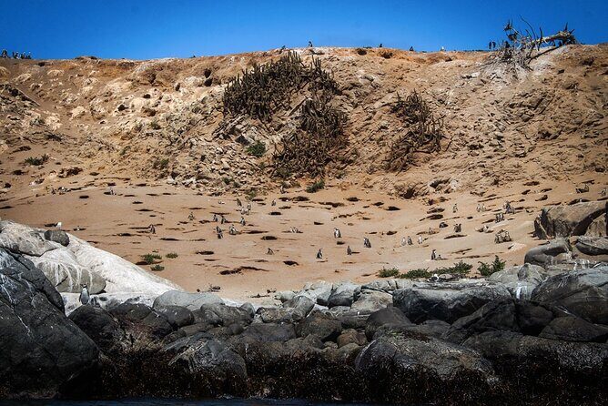 Marine life & flavors of the Pacific Full Day Private Tour - Exploring the Marine Life & Flavors of the Pacific: A Full-Day Private Tour from Santiago