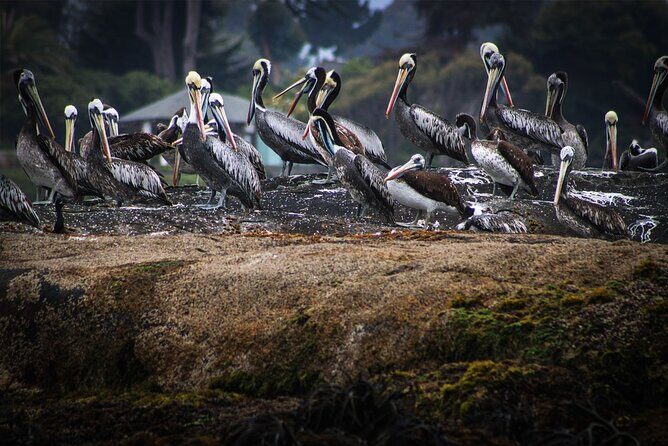 Marine life & flavors of the Pacific Full Day Private Tour - Who Will Enjoy This Tour?