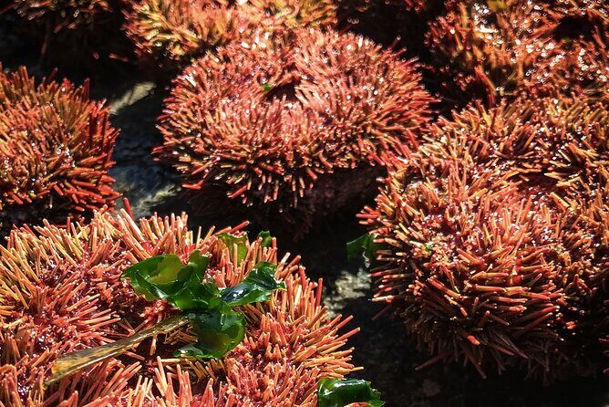 Marine life & flavors of the Pacific Full Day Private Tour - Final Thoughts