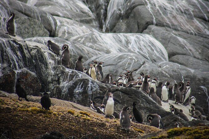 Marine life & flavors of the Pacific Full Day Private Tour - FAQ