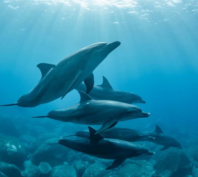 Marine mammal watching: dolphins and whales in Huatulco - Marine Mammal Watching: Dolphins and Whales in Huatulco