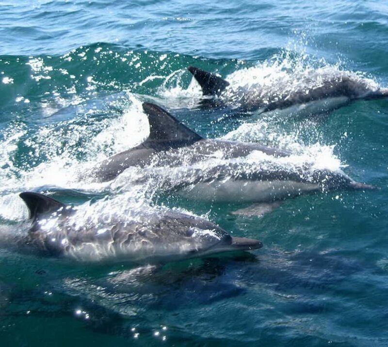 Marine mammal watching: dolphins and whales in Huatulco - Key Points
