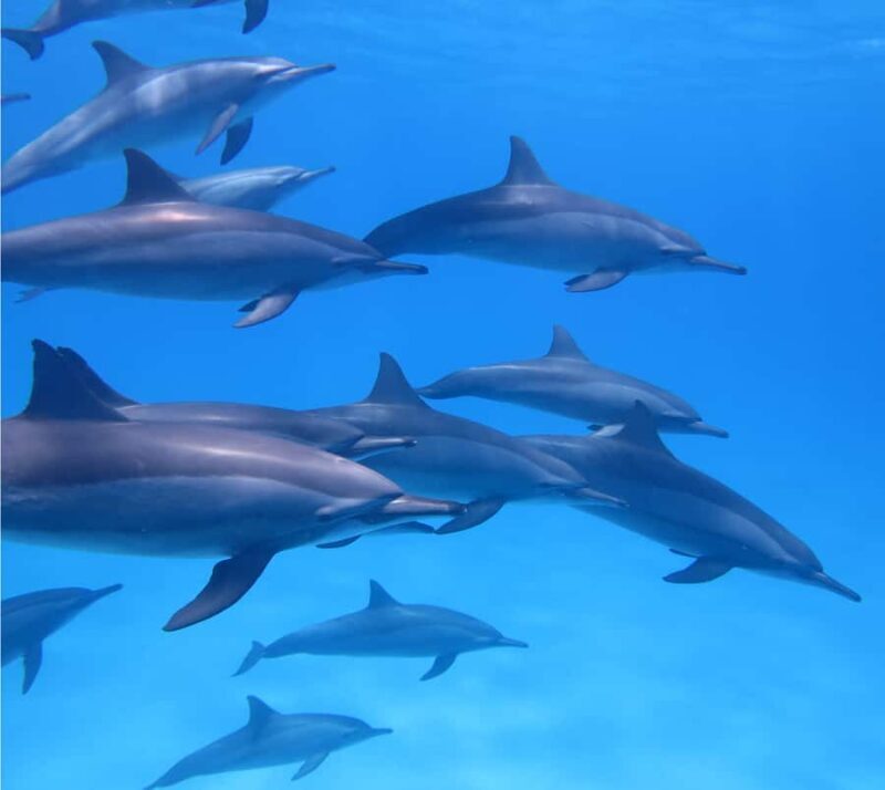 Marine mammal watching: dolphins and whales in Huatulco - Why This Tour Offers Good Value