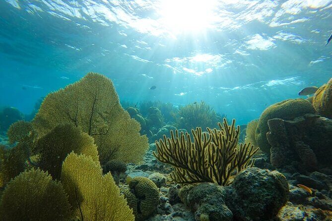 Marine Park - Private Boat charter with LOCAL Captain/ Guide - A Deep Dive into the Bonaire Marine Park Private Boat Tour