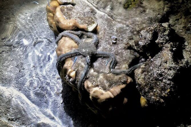 Marine Trail - What to Expect from the Tour