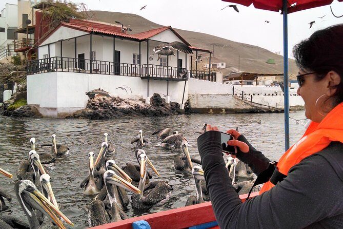 Marine wildlife observation in a fishing village - Key Points