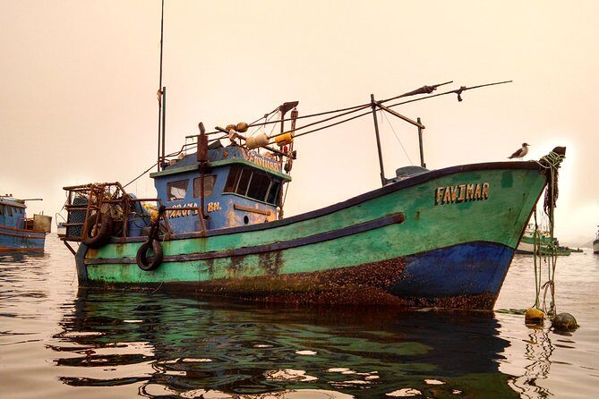 Marine wildlife observation in a fishing village - FAQ
