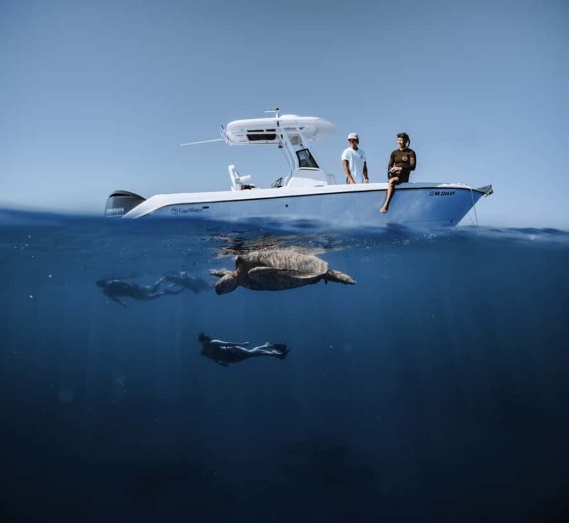 Marine Wildlife Snorkel Tour: SeaTiger Shipwreck & Sharks - What to Expect Underwater