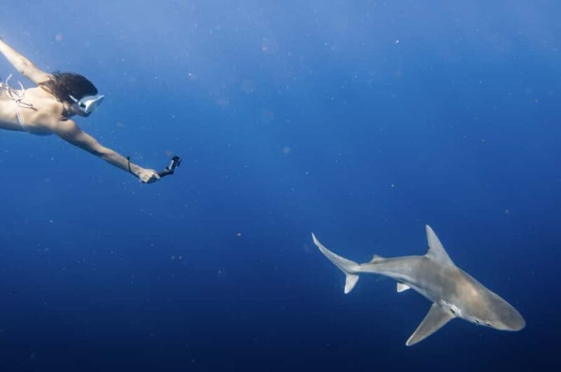 Marine Wildlife Snorkel Tour: SeaTiger Shipwreck & Sharks - Pricing and Value