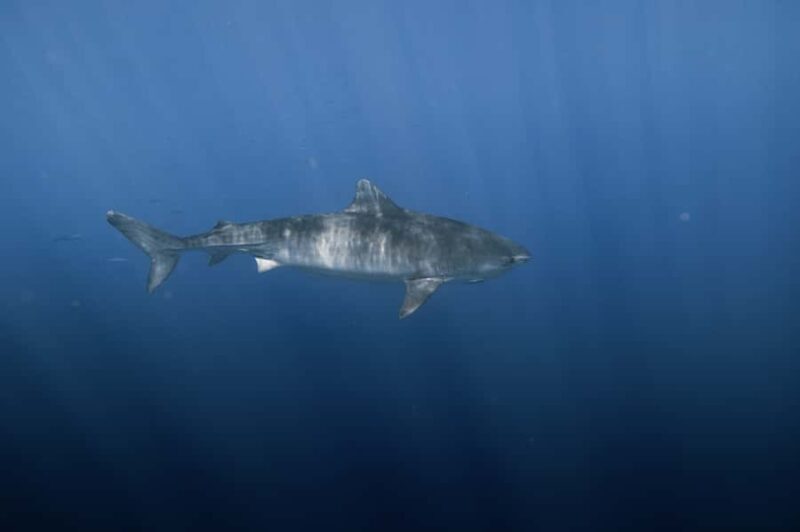 Marine Wildlife Snorkel Tour: SeaTiger Shipwreck & Sharks - Who Would Love This Tour?