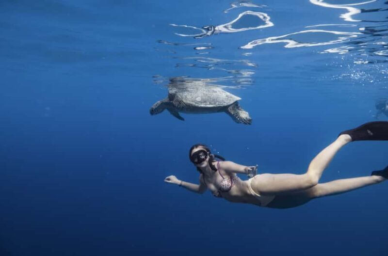 Marine Wildlife Snorkel Tour: SeaTiger Shipwreck & Sharks - The Sum Up