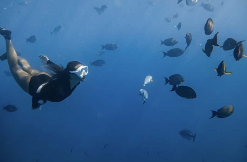 Marine Wildlife Snorkel Tour: SeaTiger Shipwreck & Sharks - FAQ