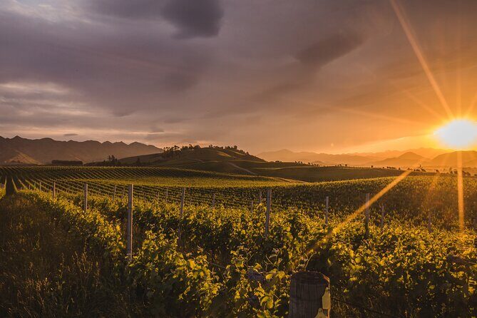 Marlborough Discovery Full Day Wine Tour - Blenheim - Who Is This Tour Best For?