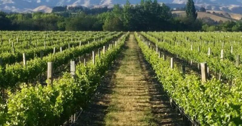 Marlborough Full Day Wine Tour - Key Points