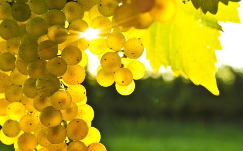 Marlborough Full Day Wine Tour - A Detailed Look at the Marlborough Full Day Wine Tour