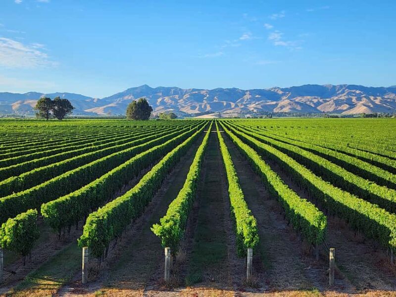 Marlborough Private Boutique Wine Tour - A Closer Look at the Marlborough Private Boutique Wine Tour