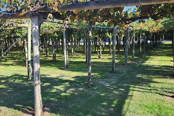 Marlborough Private Classic Wine Tour - Authenticity and Value