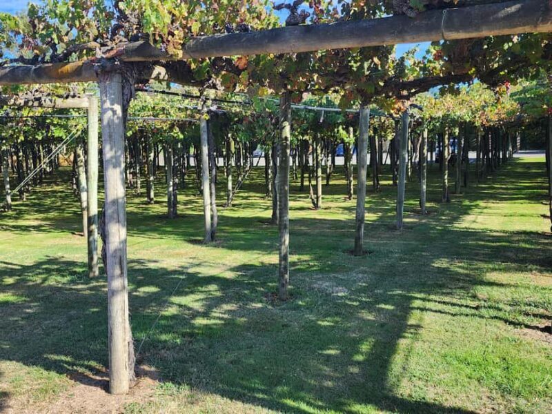 Marlborough Private Classic Wine Tour - The Itinerary: What to Expect on This Wine Journey