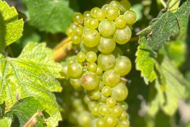 Marlborough Private Organic Wine Tour - Final Thoughts