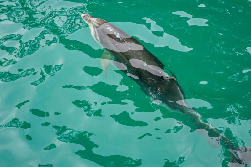 Marlborough Sounds and Ship Cove Cruise from Picton - FAQs
