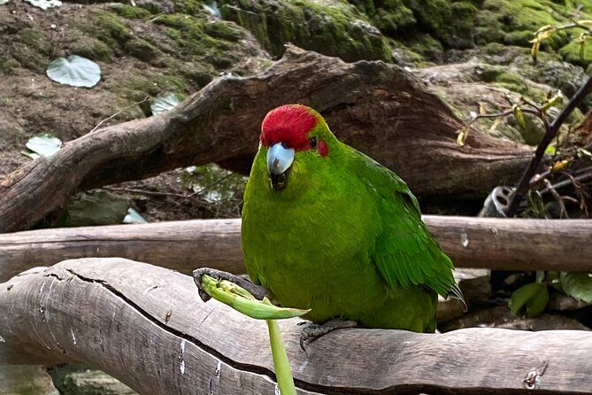 Marlborough Sounds Day Visit to Lochmara - Key Points