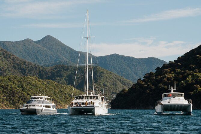 Marlborough Sounds Greenshell Mussel Tasting Cruise - A Balanced Perspective: What Makes This Tour Stand Out?