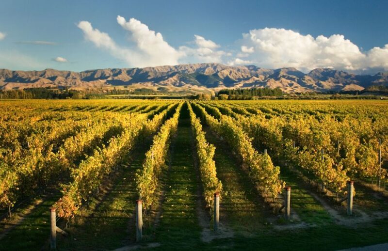 Marlborough: Wineries Visit and Tasting Session - The Sum Up