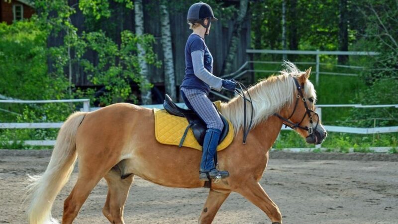 Marmaris Horse Safari - An Authentic Horseback Experience Near Marmaris