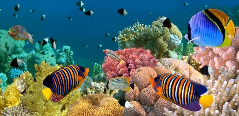 Marmaris: Scuba Diving with a Qualified Instructor - Who Would Love This Tour?