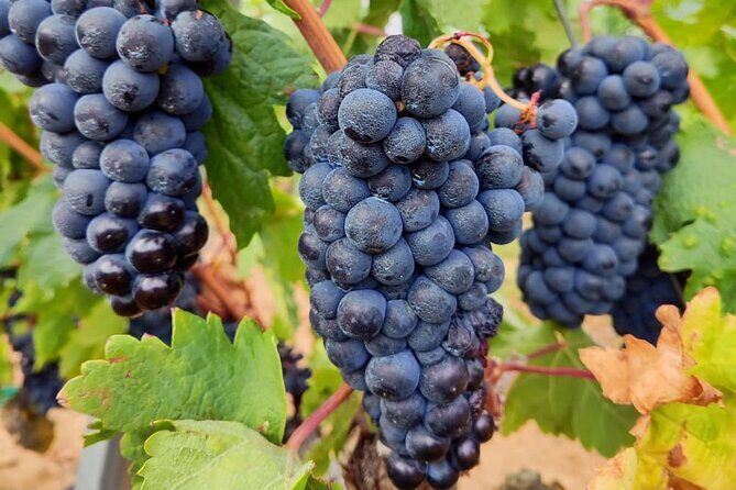 Marques de Riscal and Ysios Architecture Wine Tour w/Lunch, SS - FAQ